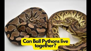 Can Ball Pythons live together? Is it safe?
