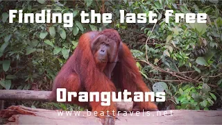 Journey to find the last free Orangutans of Borneo in Camp Leakey