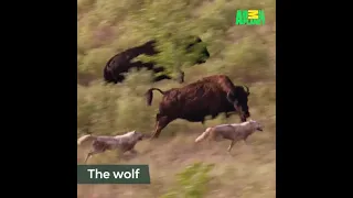 Baby Bison Calf Narrowly Escapes Wolves | pense is killing us!! 😱