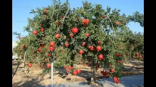 Гранат.От косточки до плода!!!!Часть 1. Pomegranate From seed to fruit !!!! Part 1