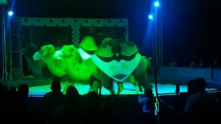 cammelli al circo via natta