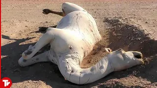 Don't Touch a Dead Camel in the Desert..It Will Explode