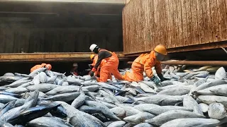 Ternyata Begini Cara Kerja Di Kapal Reefer Korea #kerjakapal #reefership #kapal #tuna