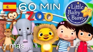 La canción del zoo | Y muchas más canciones infantiles | ¡60 minutos de recopilación LittleBabyBum!