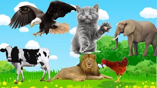 Dog, cat, chicken, Animal sounds, elephant, cow, lion, Cute little animals