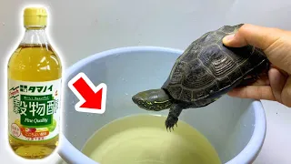 寄生虫まみれのカメを１０倍に薄めたお酢に浸けると・・・