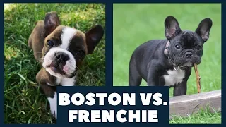 Boston Terrier versus French Bulldog