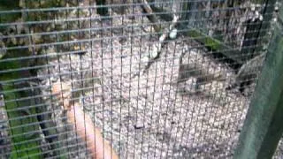 Scottish Wildcats with Kitten excitedly waiting for feeding time