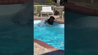 #best #aunt #ever #dogslover #doggie #doggo #doggy #rottweiler #pool #love #happiness #swimmingpool