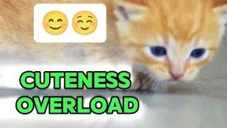 funny cute kitten and cat videos 2024 #catlover