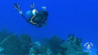 Scuba Diving In Chinchorro 🤿 | Costa Maya - Mahahual | Doctor Dive