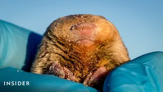 Lost Golden Mole Rediscovered After 86 Years | Insider News