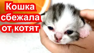 Перенесли кошку и новорожденных котят в другое место. Кошка боится