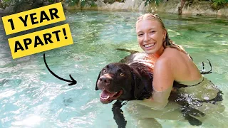We Moved Our Dog From AUSTRALIA to MEXICO (emotional reunion)
