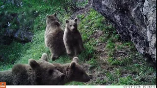 Գորշ արջեր 🐻 Бурые медведи 🐻 Brown Bear 🐻