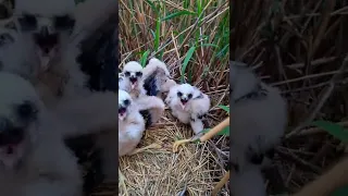 Гнездо болотных луней/ Nest of marsh harriers