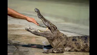 Дикая Африка, хищники крокодилы (Документальный фильм)