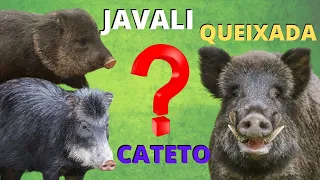 QUEM SÃO OS JAVALIS, QUEIXADAS E CATETOS? ESSES PORCOS SÃO TODOS IGUAIS? TODAS AS CURIOSIDADES!