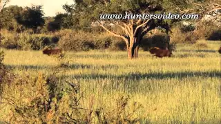Safari Adventure Namibia 2 - Hunters Video
