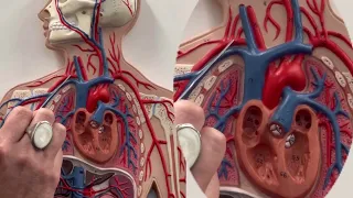 Branches of the Aortic Arch - Sooo Easyyy!