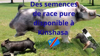 Comment obtenir des semences de porcs de races pures au Congo Kinshasa depuis les USA ! #élevageporc