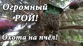 ЖЕСТЬ! Не повторять, ОПАСНО! Огромный РОЙ пчёл! Охотники за мёдом!