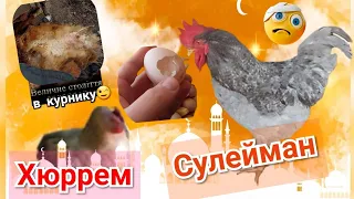 👸ВЕЛИЧНЕ СТОЛІТТЯ В КУРНИКУ😜ХЮРРЕМ в старий палац /ГОЛІ КУРИ/ як рятувати від росклева, чим обробити