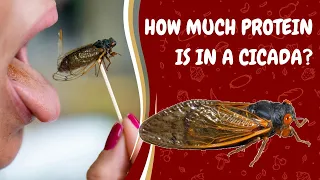 Are Cicadas the Ultimate Bodybuilders Snack? How Much Protein in Cicadas?