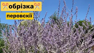 Обрізка перовскії