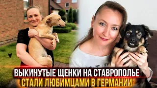 Как хозяева в Германии встретили Рику и Тимошку😍 Щенки Снежаны подросли😻