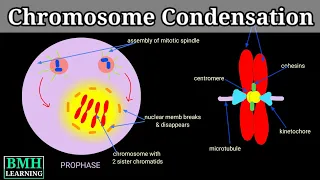 Chromosome Condensation | Chromatin Condensation | Molecular Mechanism Of Chromatin Condensation |