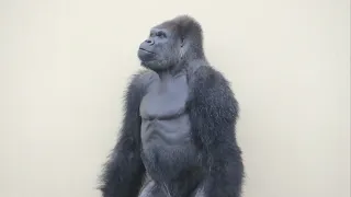 ⚡️Silverback's heartwarming response to the thunderstorm⚡️ / Shabani Group