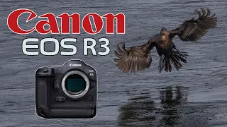 Canon R3 • Quick Test • Birds in Flight Photography