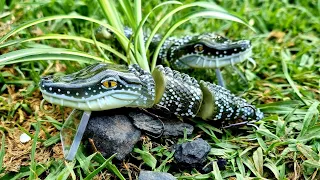 Making Aligator Wakebaits (Lure Making)