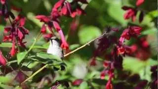 Plant Talk with Kristin — Plants That Attract Hummingbirds