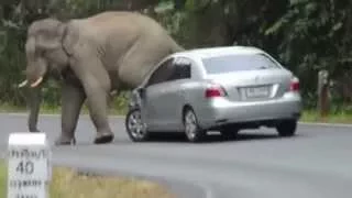 Слон против авто  Смешное видео  Приколы