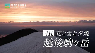 【登山に行きたくなる動画】#29　花と雪と夕焼けの越後駒ヶ岳　Organic Call「朝焼けに染まった街へ」