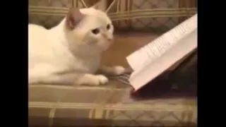 Лучшая нарезка приколов с котами 2015     Best funny cats 2015