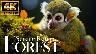 Serene Retreat Forest 4K 🐻‍❄️ Exploring Relaxation Amazing Wildlife Nature