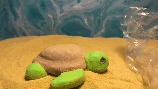human effect on sea turtles