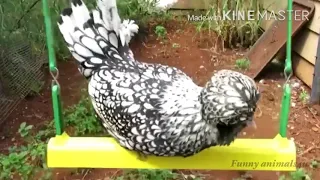 Did you know that BIRDS CAN BE EVEN FUNNIER THAN CATS 🐓🦆🦩 Funny ANIMAL4u Compilation