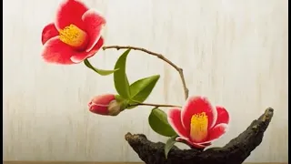 插花藝術-- 很多很多配方，學會這一些一生用不完 #chahua #Flower Arrangement