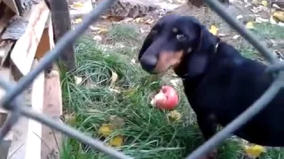 Собака (Такса) ест яблоко