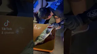 How to humanely kill a fish using ikejime