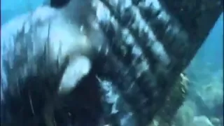 Elephant Seal Attacks Divers