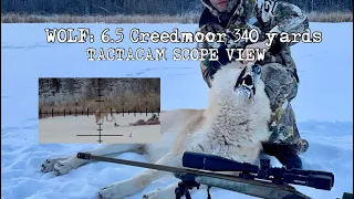 Wolf: 6.5 Creedmoor 340 Yards Tactacam Scope View