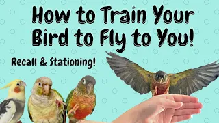 How to Train Your Parrot to Fly to You: Recall and Stationing | BirdNerdSophie