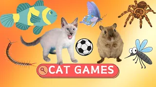 Cat Games on Screen - Summary of games in 1 hour - Mouse, ball, Cockroach...