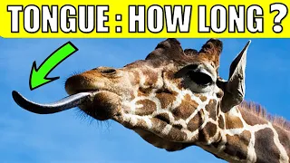 HOW LONG IS A GIRAFFE'S TONGUE ?