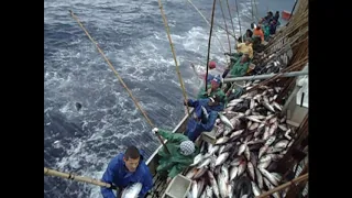 Pesca de atum no Brasil (Tuna fishing Brazil)